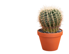 Succulents & Cactus