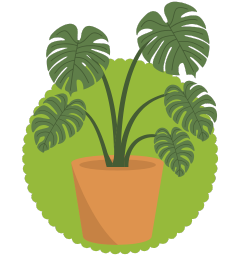 Indoor Plants