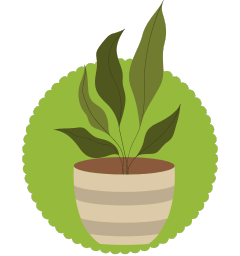 Bonsai Plants