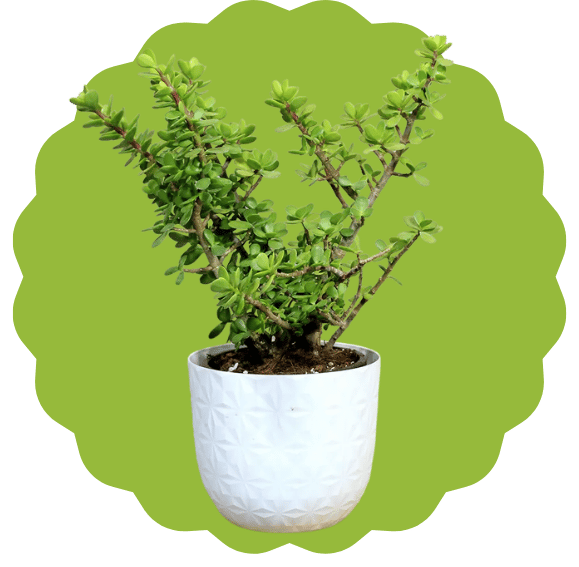 Jade Plant