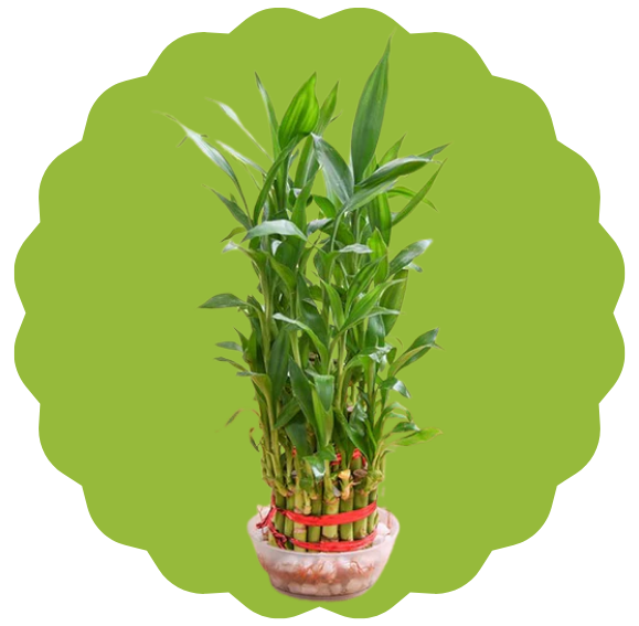 Lucky Bamboo