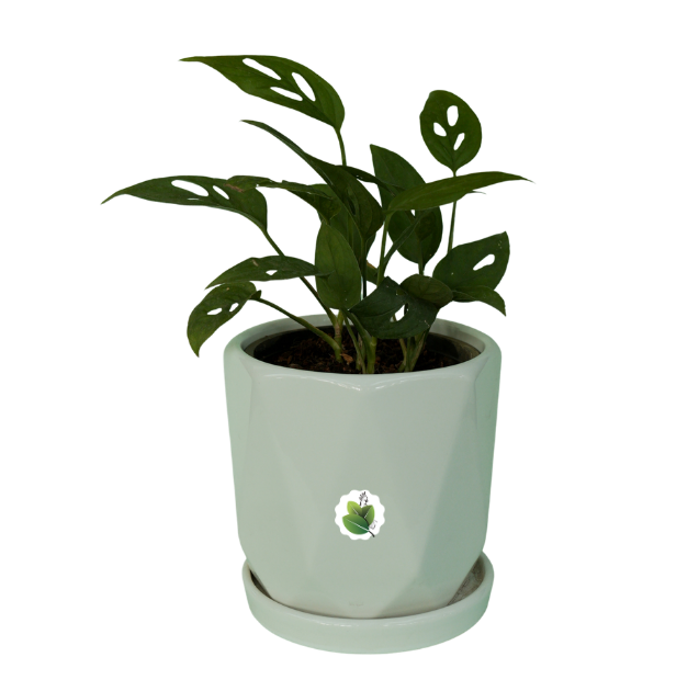 Monstera adansonii