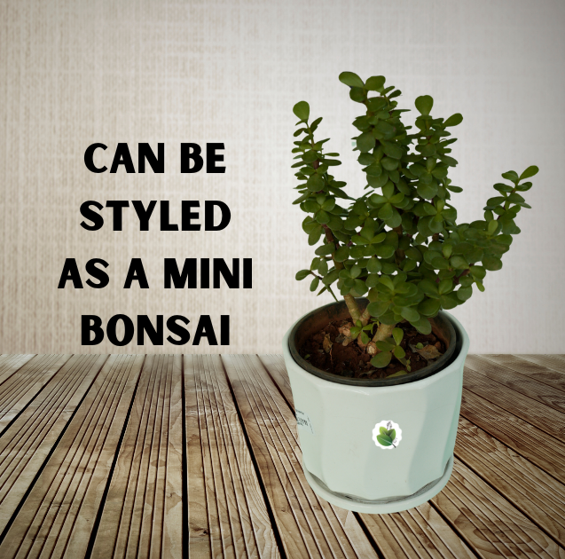 Jade plant