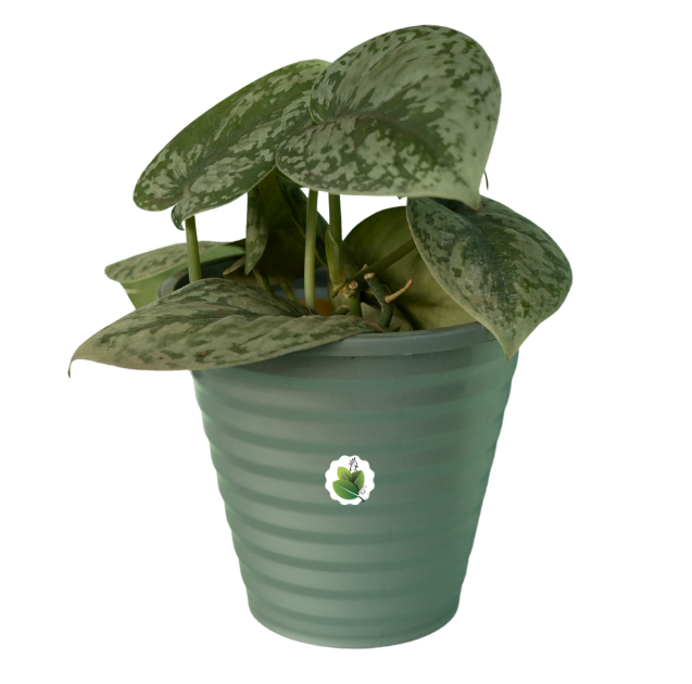 Scindapsus pictus