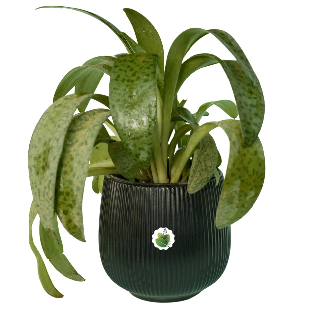 Silver squil