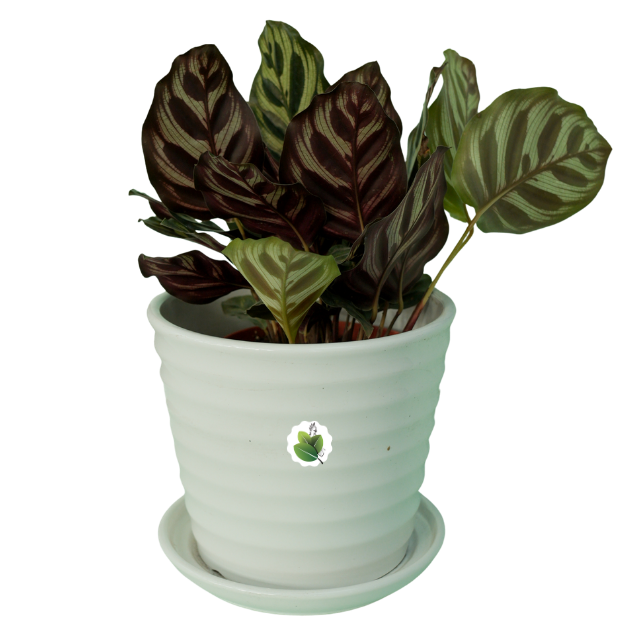 Calathea makoyana
