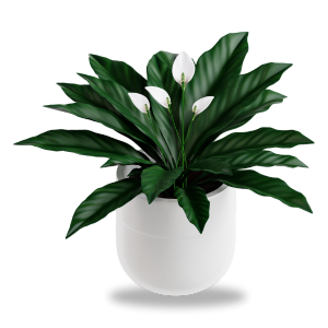 Plant Care Tips