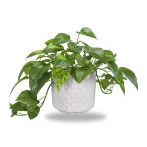 Vertical Gardens