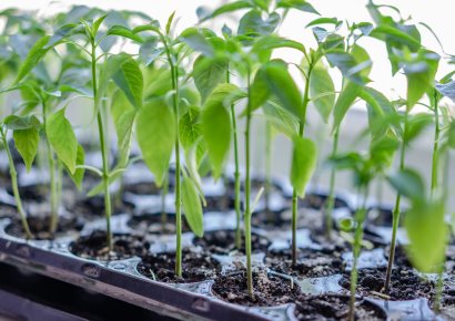 Benefits of Plants