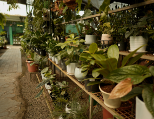 Plant Gallery