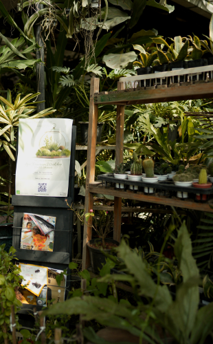 Plant Gallery