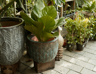 Plant Gallery