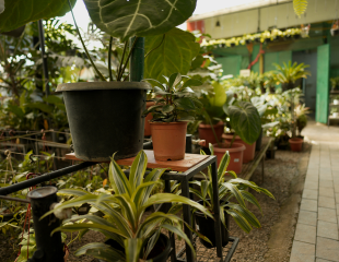 Plant Gallery