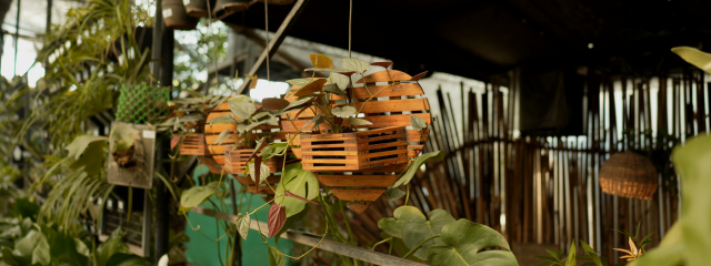 Plant Gallery