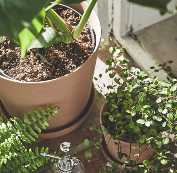 plants